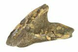 Partially Rooted Fossil Dinosaur (Triceratops) Tooth - Montana #338651-1